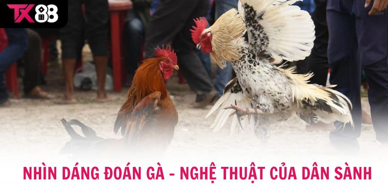 Nhìn dáng đoán gà chính là nghệ thuật của dân sành